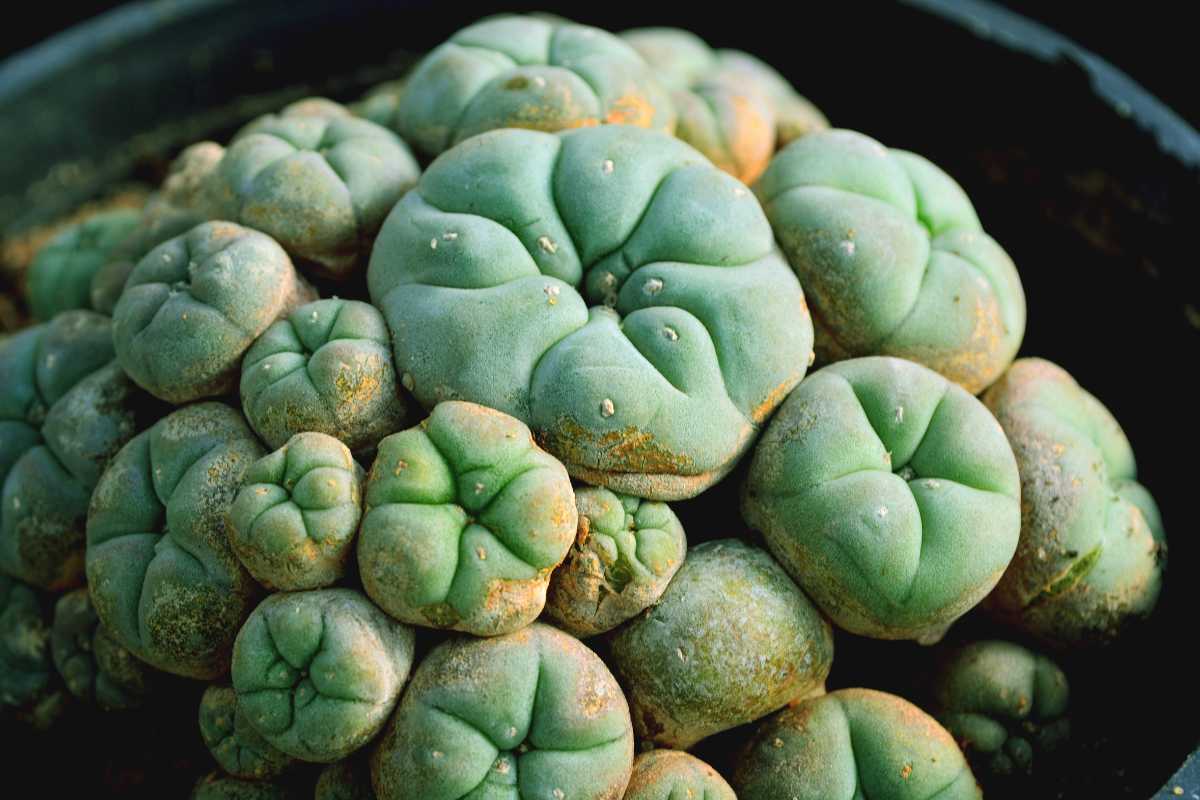 peyote.jpg