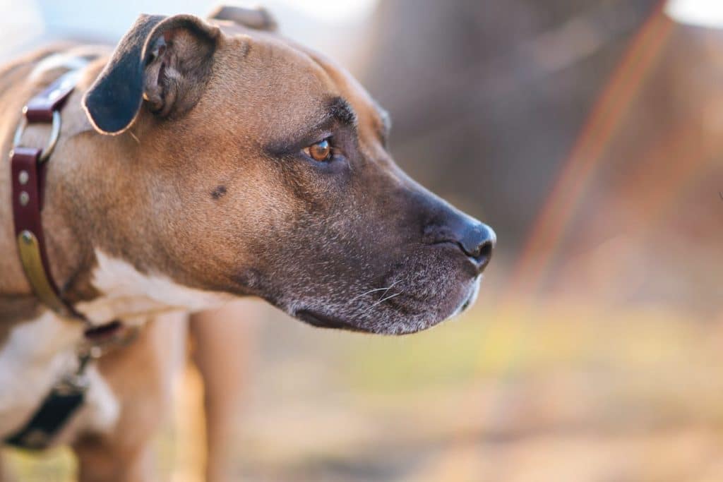 pitbull.jpg