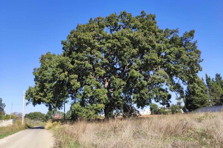 quercia vallonea .jpg