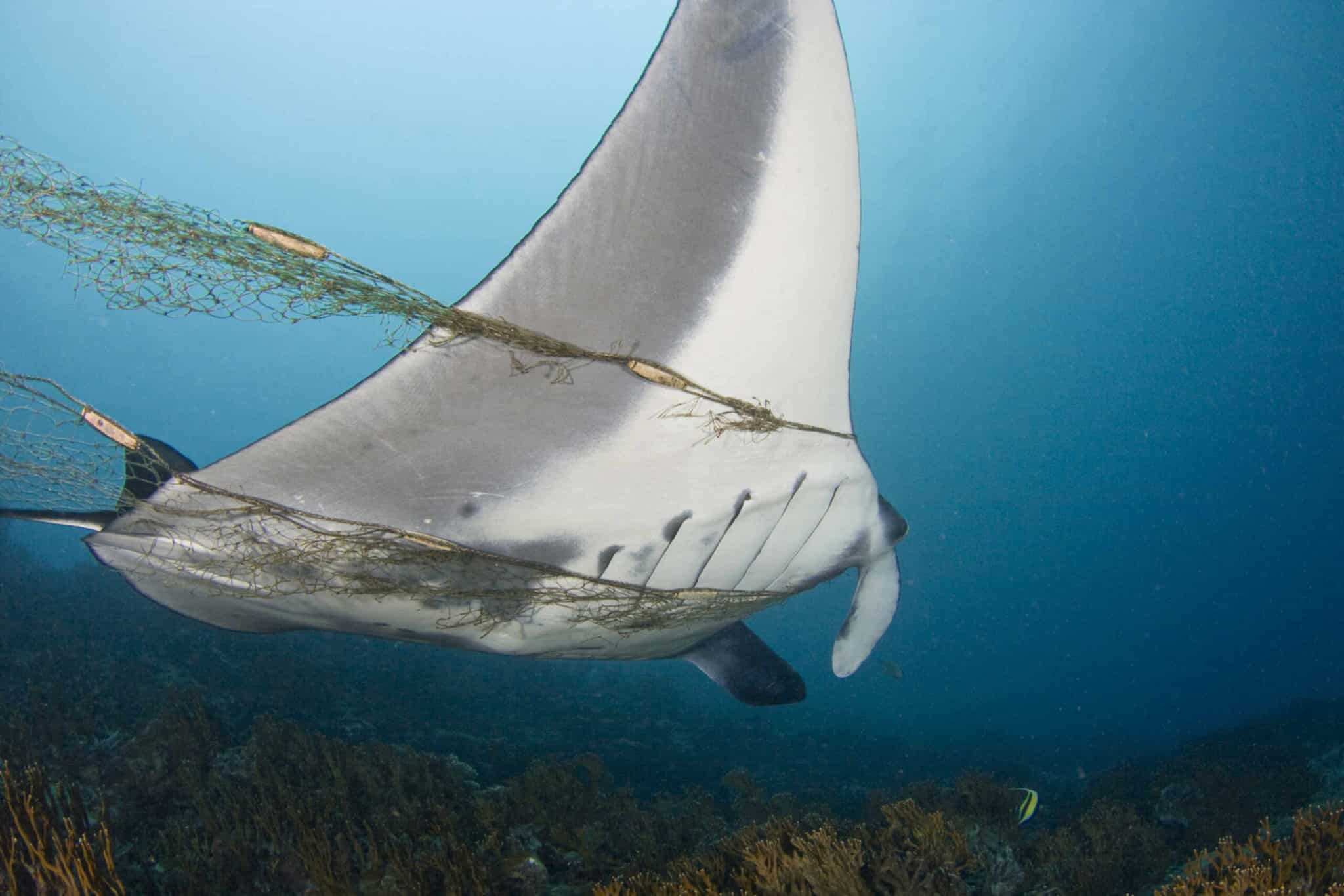 “Stiamo spingendo le specie oltre i loro limiti”: calo del 73% della biodiversità in soli 5 anni. Cosa ci resta da salvare? 1 razza impigliata scaled.jpg