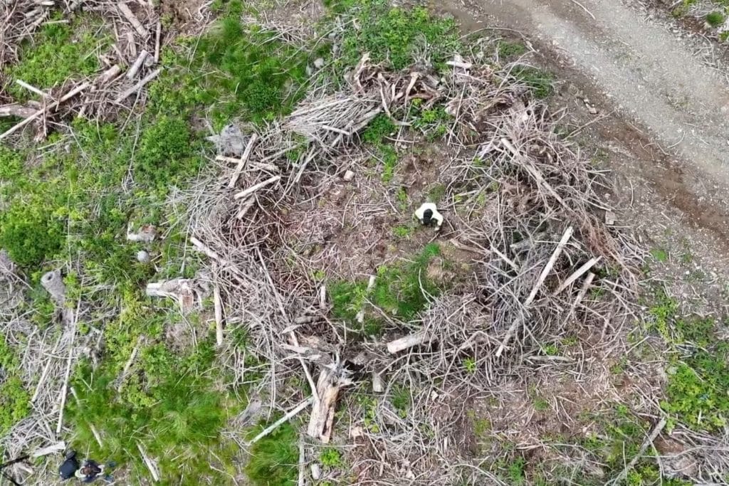 riforestazione 2.jpg