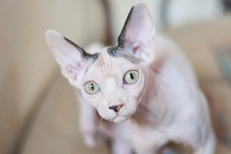 rzze gatti senza pelo.jpg