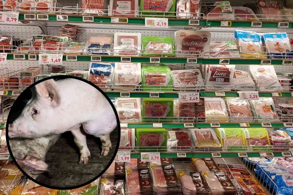 salumifici benessere animale.jpg