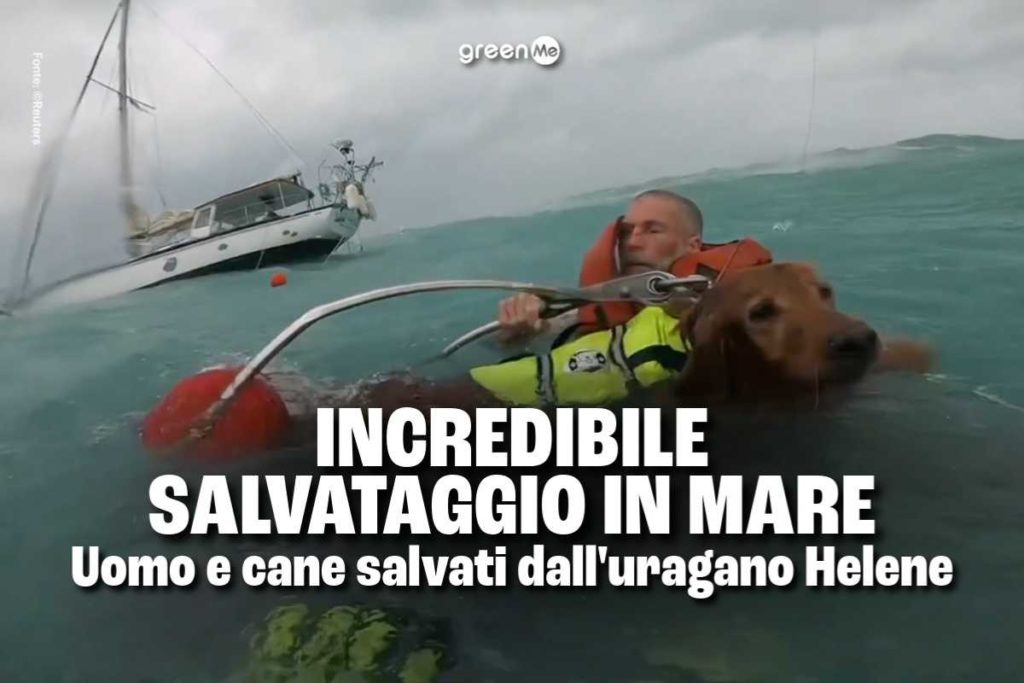 salvataggio mare cane .jpg