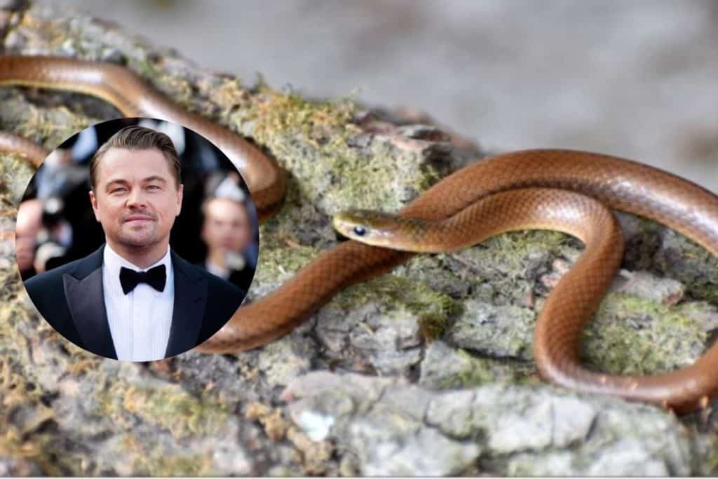serpente leonardo di caprio.jpg