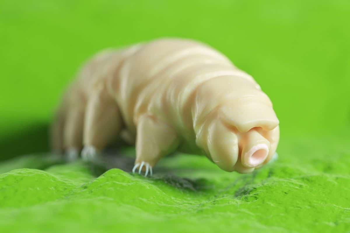 Piccolissimi e sorprendenti: i tardigradi sanno difendersi dalle microplastiche 1 tardigrado.jpg