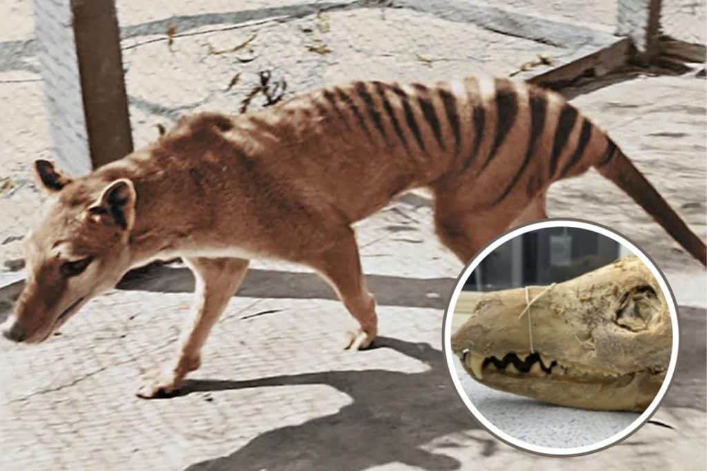 tigre della Tasmania.jpg
