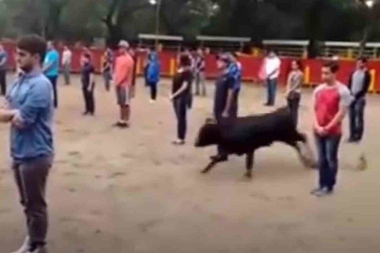toro esperimento.jpg