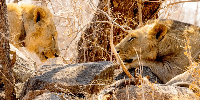 tsavo lion siblings.png