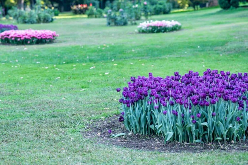 tulipani parco sigurta.jpg