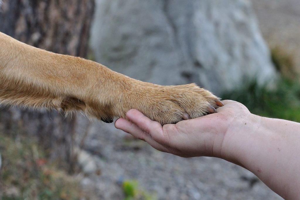 unghie cani.jpg