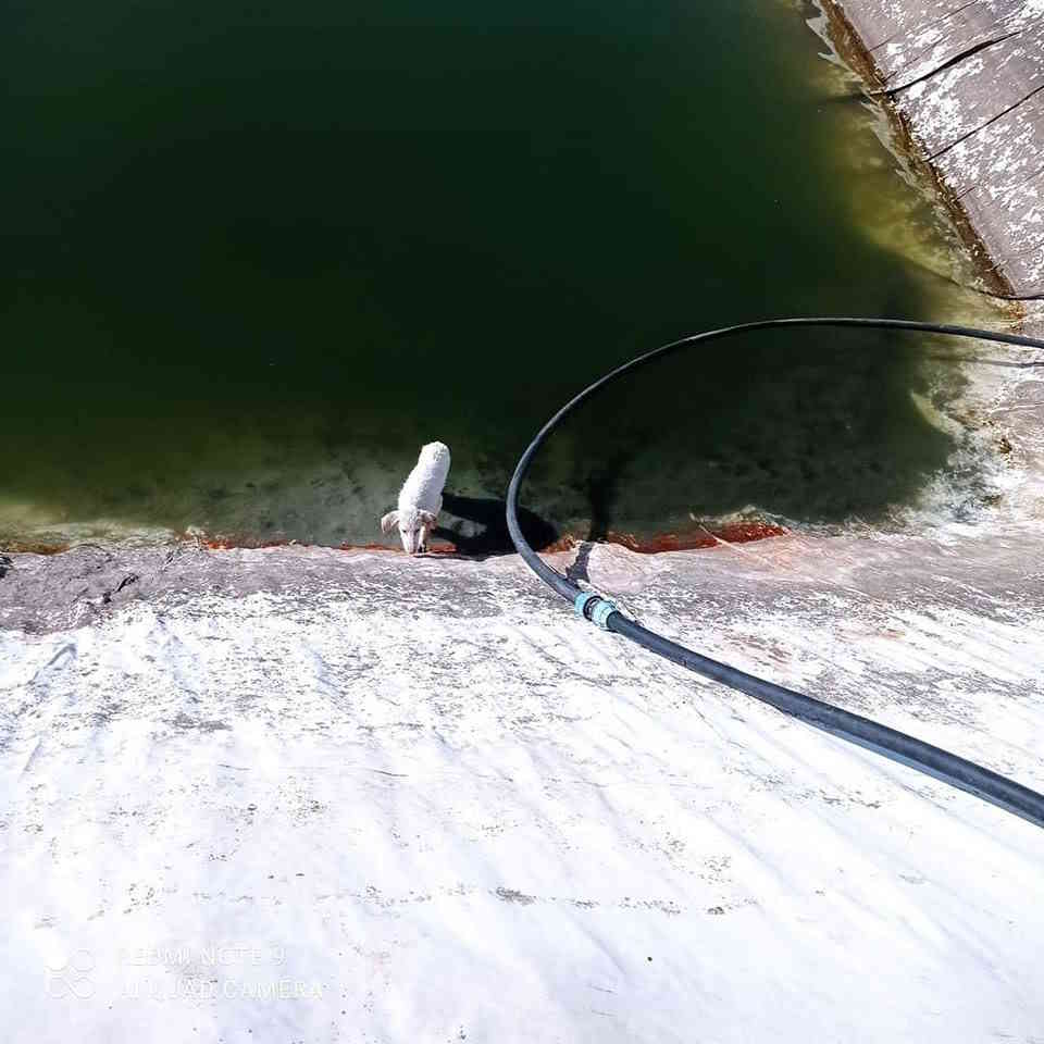 Scivolato in un vascone per l’irrigazione, questo cane è stato miracolosamente tratto in salvo 1 unnamed