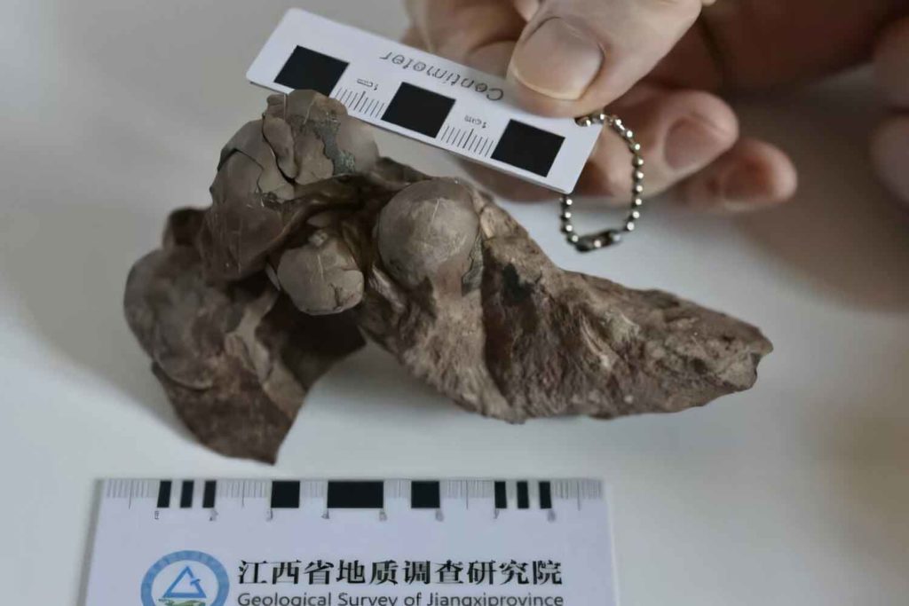 uovo di dinosauro piu piccolo al mondo.jpg