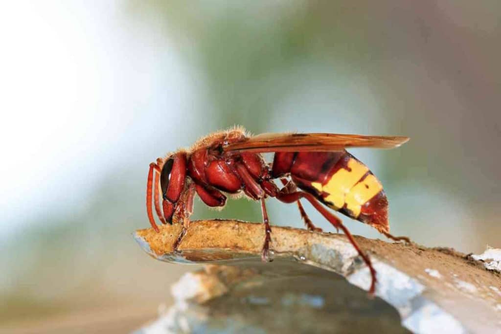 vespa orientalis alcol.jpg