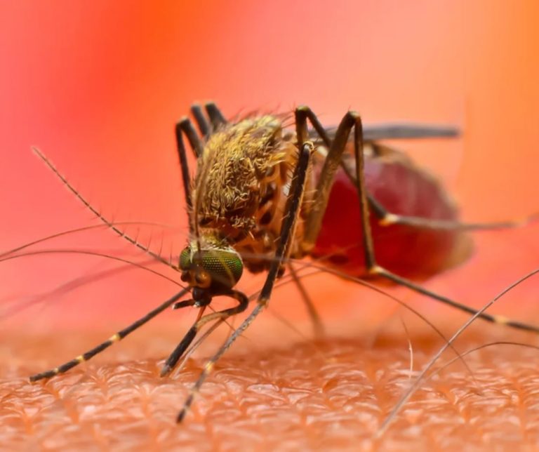 zanzare dengue.jpg