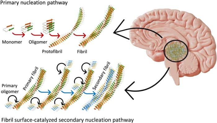 AmyloidBetaAlzheimersFibrilCreation.jpg