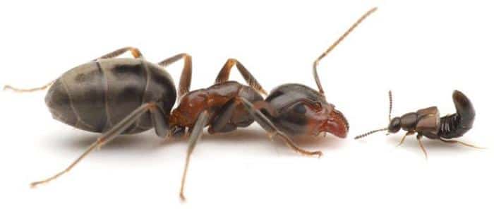 Ant Against Rove Beetle 777x329 1.jpg