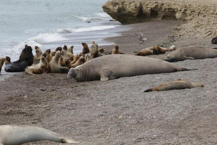 Elephant Seals and Sea Lions in 2024 777x518 1.jpg