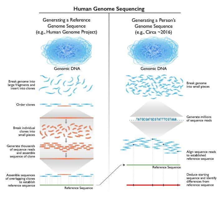 HumanGenomeSequencingMethods.jpg