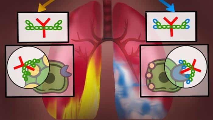 Influenza Antibodies Illustration 777x440 1.jpg