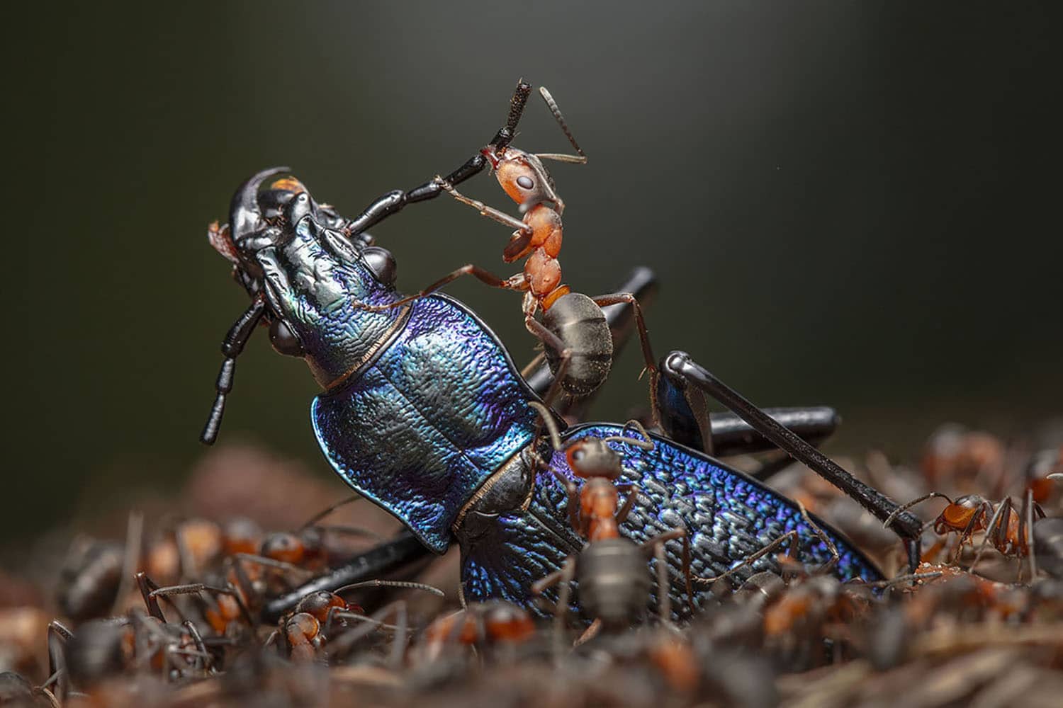 Ingo Arndt vincitore categoria Behaviour Invertebrates Wildlife Photographer of the Year 2024.jpg