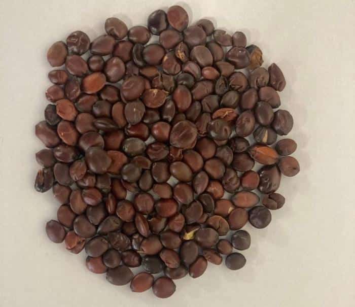 Jujube Dried Seeds 777x672 1.jpg