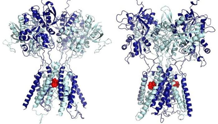 Ketamine Binding Sites in NMDA Receptors 777x441 1.jpg