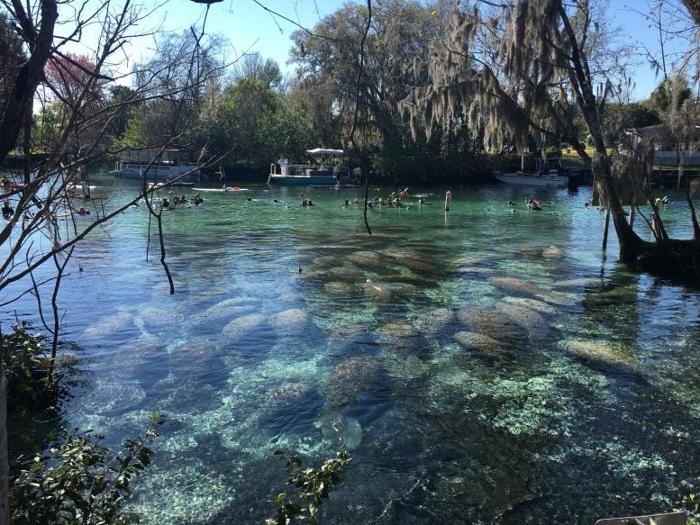 Manatees Tourists Crowd Three Sisters Spring 777x583 1.jpg