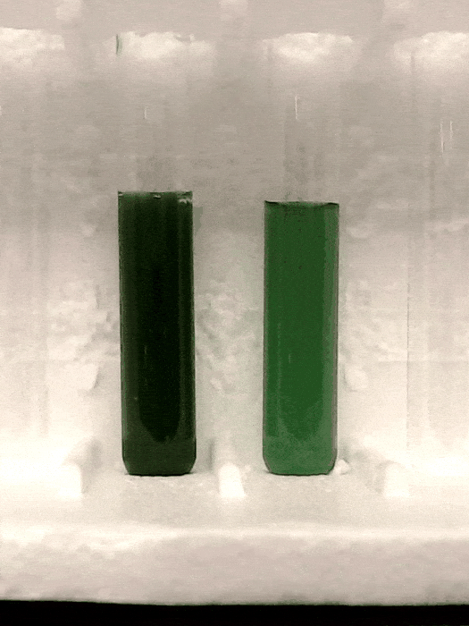 Marine Cyanobacteria TAC 23 12 05 Settling.gif