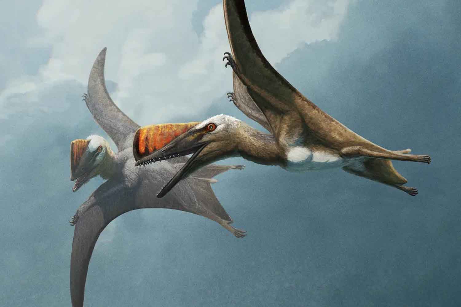 Dinosauri: scoperto un rarissimo fossile che svela l’evoluzione degli pterosauri giganti 1 Pterosauri.jpg