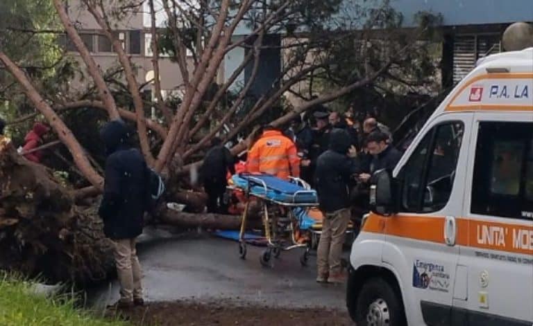 Salerno il vento fa cadere un albero davanti luniversita.jpg