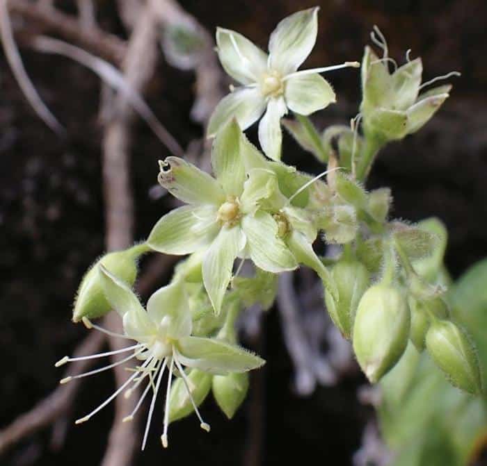 Schiedea waiahuluensis Collected by Drone 777x745 1.jpg