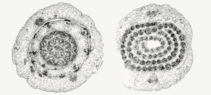 Shoot Cross Sections C3 Versus C4 777x351 1.jpg