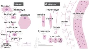 SizeAndMorphologyCElegansCellsComparedToHumanCells642.jpg