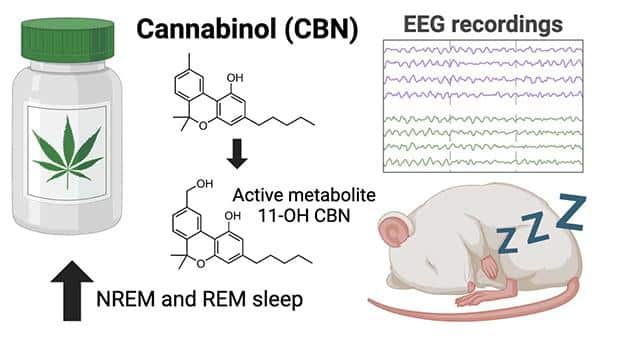 SleepyRat.jpg