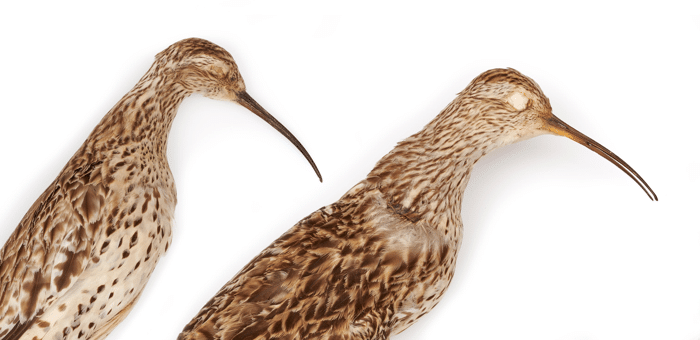 Slender billedCurlew 2 specimen NHM 1.png