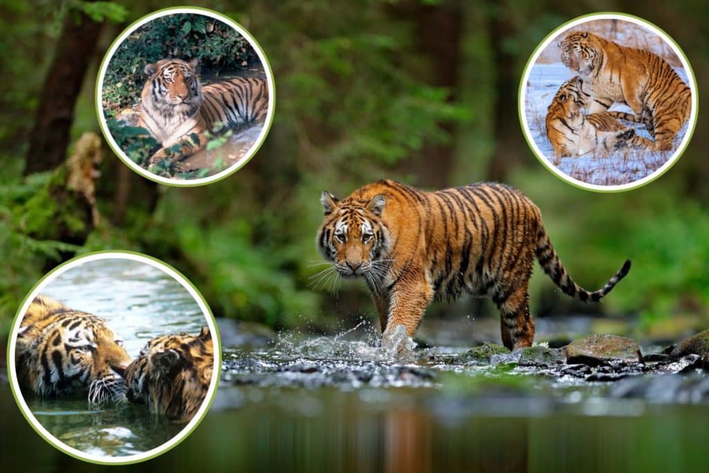 Tigre.jpg