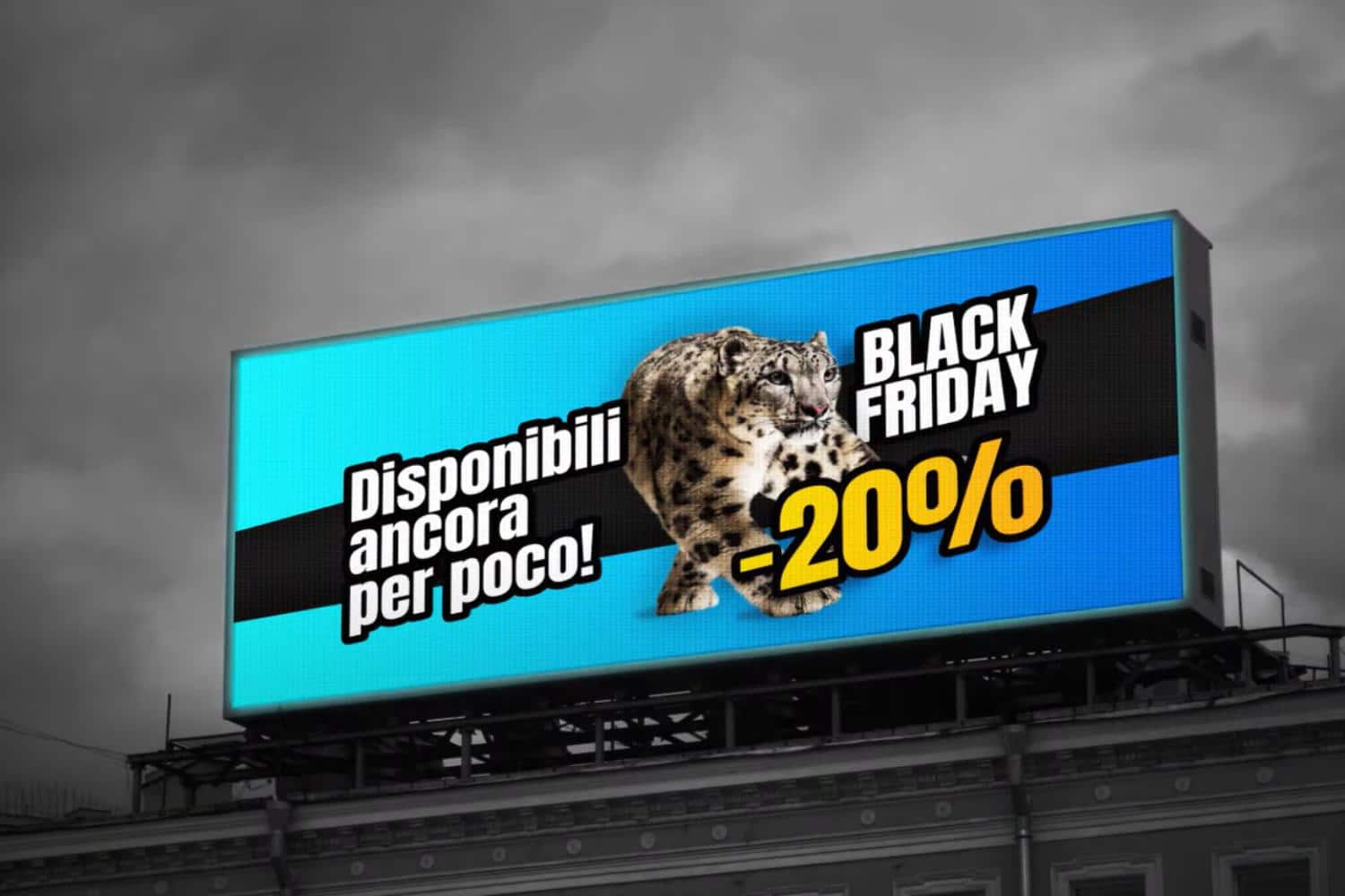 WWF Black Friday.jpg