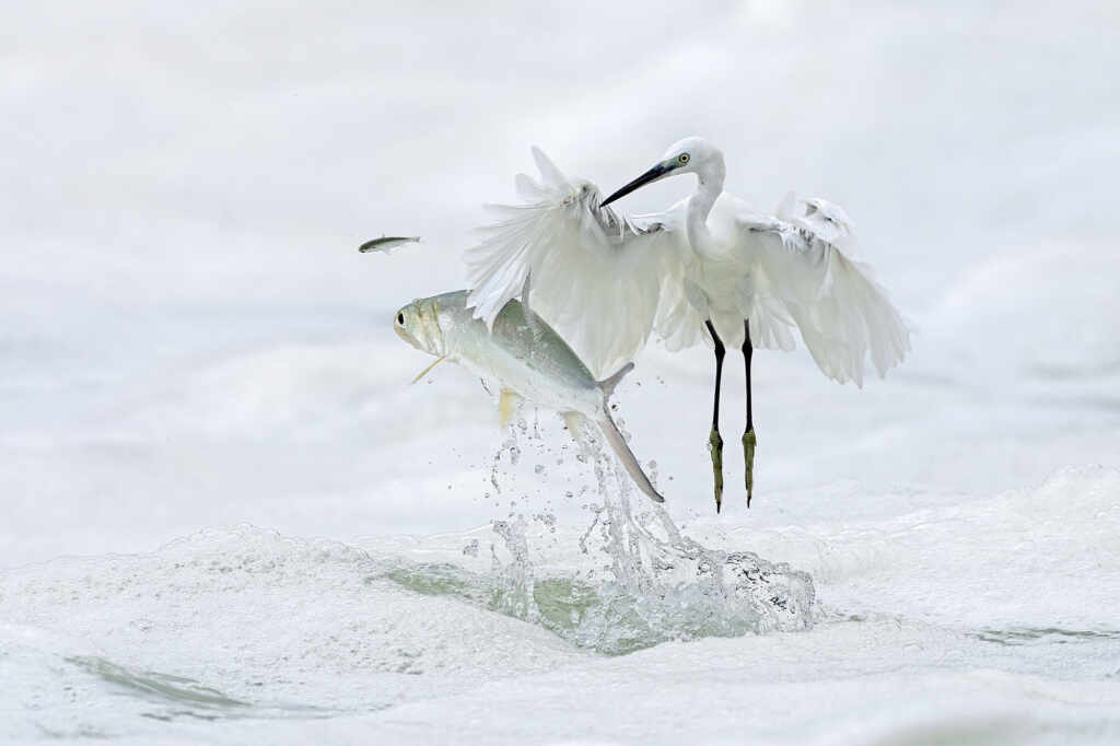 ©Xiaoping-Lin-Pass-By-Egret.-Vincitore-categoria-Birds-dei-Natures-Best-Photography-International-Awards-2024