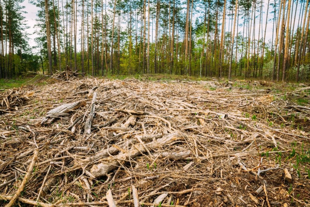 alberi rischio estinzione.jpg