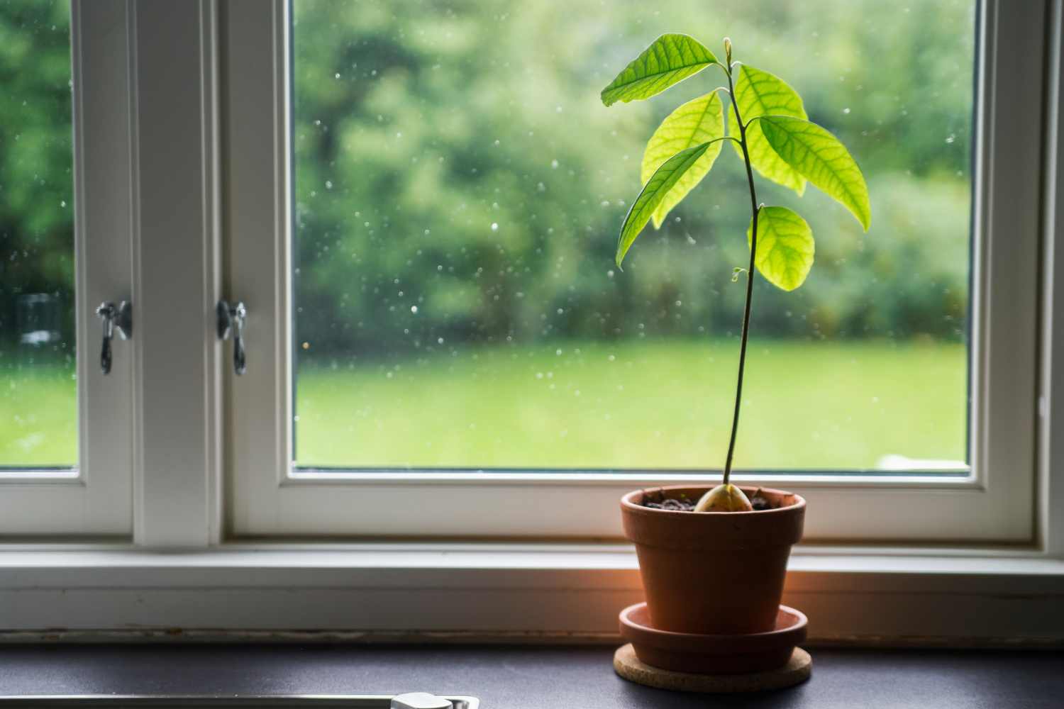 avocado in vaso.jpg