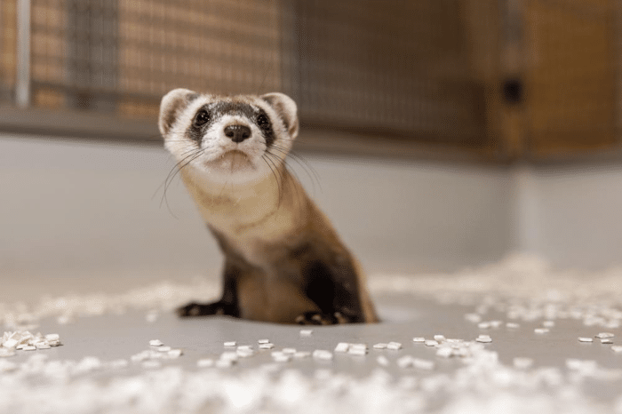 black footed ferret clone babies.png