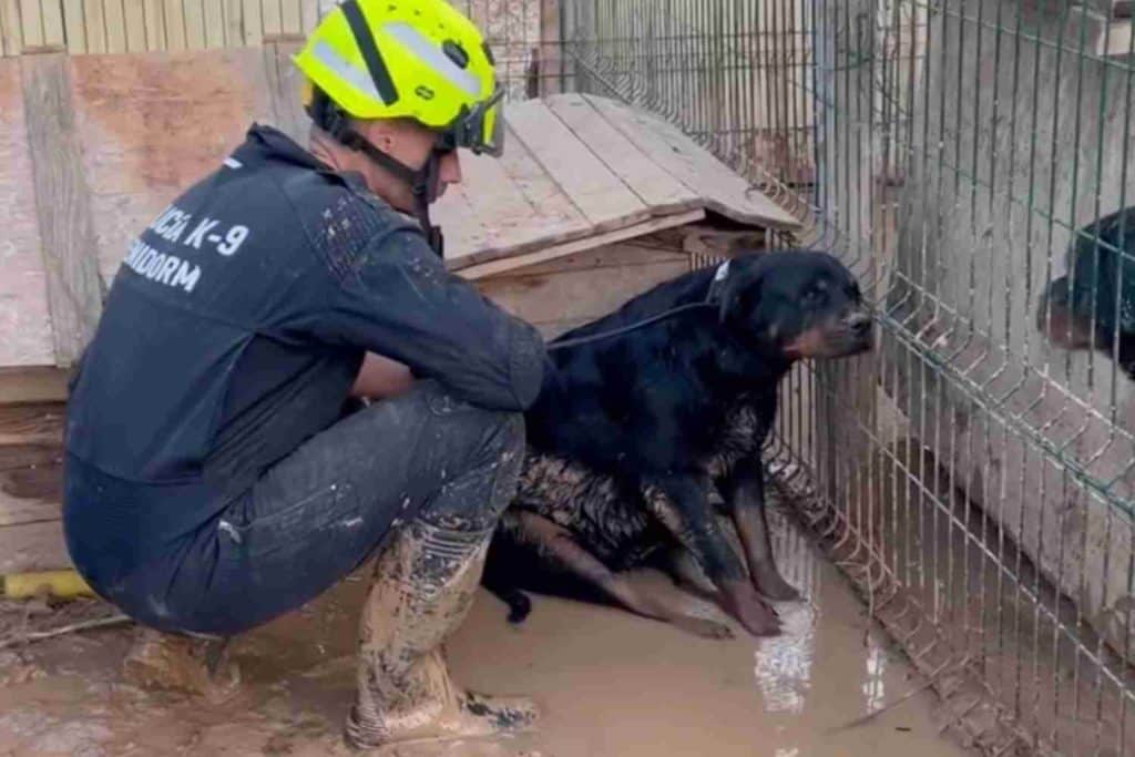 cane salvataggio benidrom alluvione.jpg