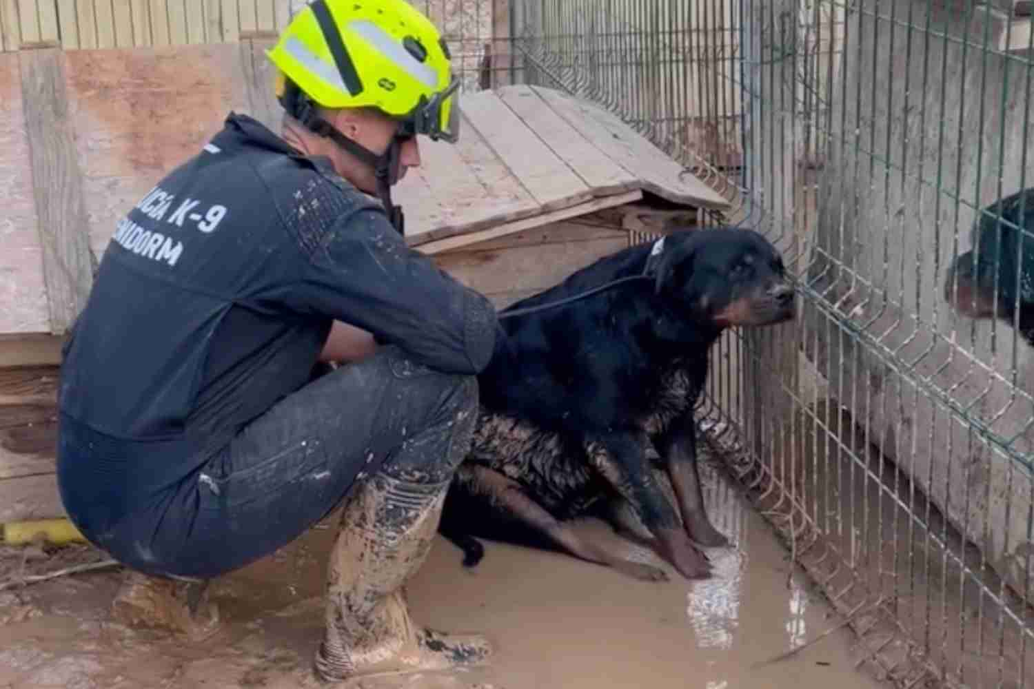 cane salvataggio benidrom alluvione.jpg