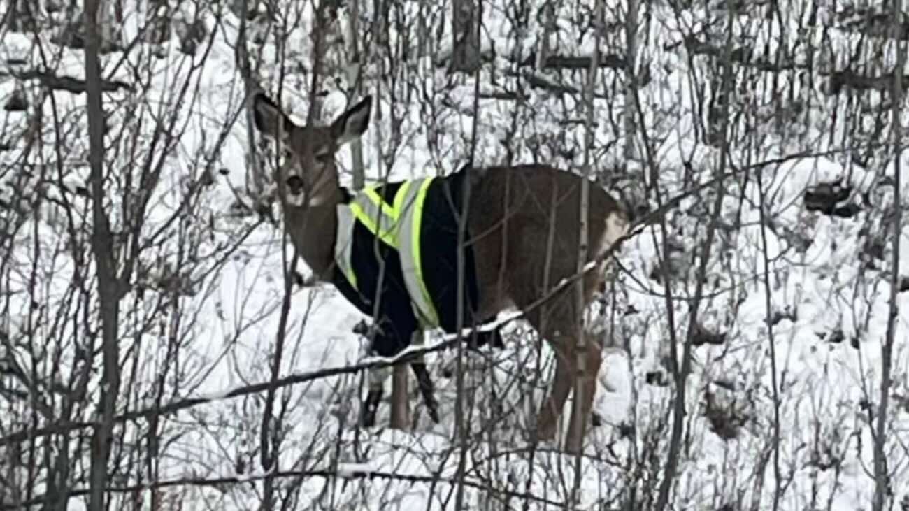 cervo canada giubbotto catarifrangente.jpeg