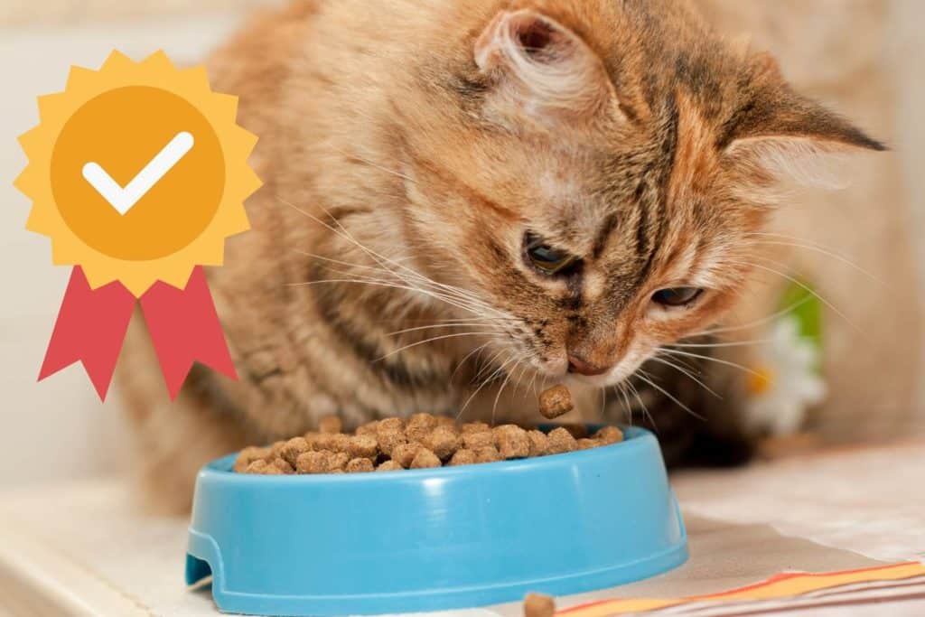 croccantini gatto.jpg
