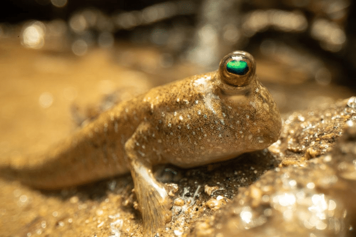 dusk gilled mudskipper.png