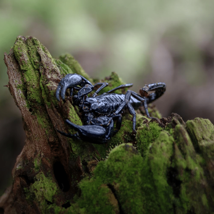 emperor scorpion photos.png