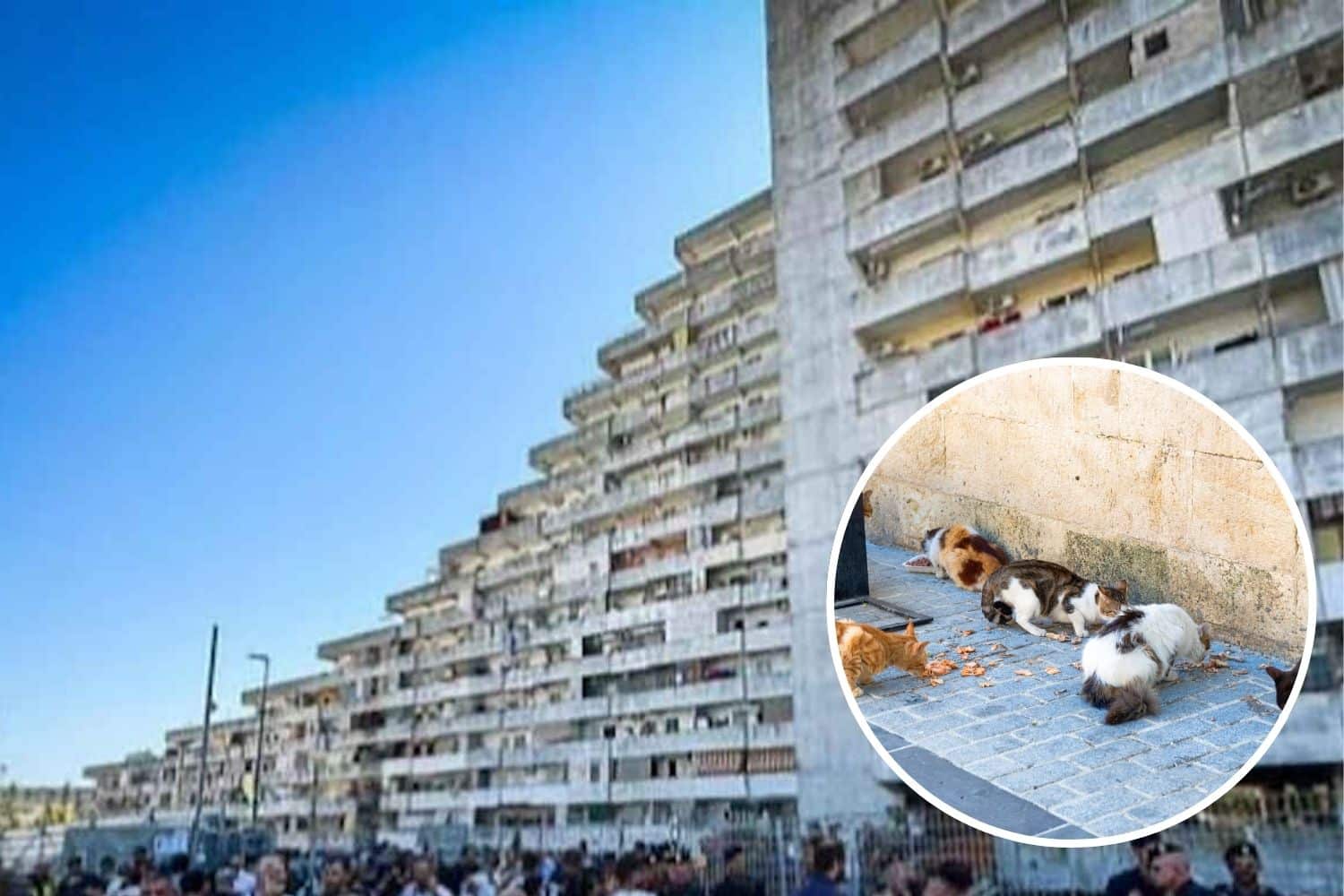 gatti scampia.jpg