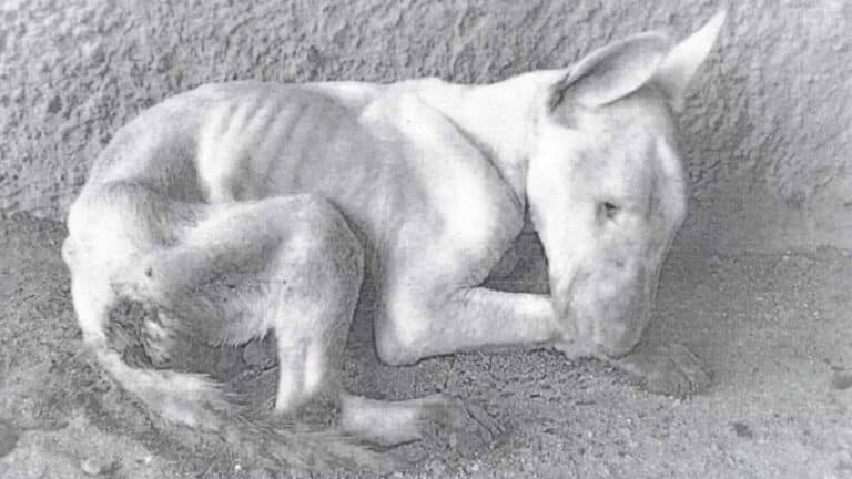 Catania, condannato a sei mesi il padrone di Gibby. Uccise il cagnolino chiudendolo in garage senza acqua e senza cibo 1 gibby cane ucciso garage.jpeg
